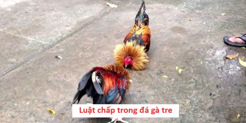 Luật chấp trong đá gà tre 